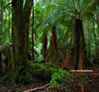 Styx Forest in Styx Valley